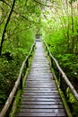 Wood path after raining through tropical forest Royalty Free Stock Photo