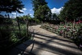 Wood pathway in the garden