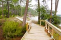 Wood pathway in Maubuisson forest aside Carcans lake water in southwest france