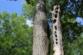 A Wood Peaker`s Tree covered in holes