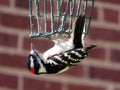 Wood pecker Feeding on Bird Feed