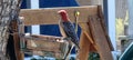 Wood pecker hanging out on the bird feeder eating Royalty Free Stock Photo