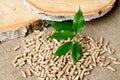 Wood pellets, birch and twig with leaves. Biomass Pellets- cheap energy. The concept of biofuel production Royalty Free Stock Photo