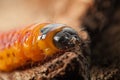 Wood pest caterpillar head Royalty Free Stock Photo