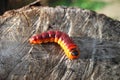 Wood pest caterpillar II Royalty Free Stock Photo