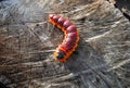 Wood pest caterpillar Royalty Free Stock Photo