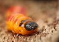 Wood pest caterpillar portrait on bark Royalty Free Stock Photo