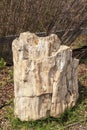 Wood Petrification Araucarioxylon Arizonicum. Royalty Free Stock Photo