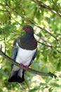 Wood Pigeon