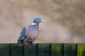 Wood Pigeon Royalty Free Stock Photo