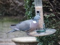 Wood Pigeon balancing on a bird feeder