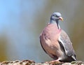 Wood pigeon