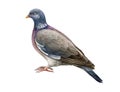 Wood pigeon bird. Watercolor realistic illustration. Hand drawn Columba palumbus avian. European forest bird. Wood