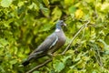 Dřevo holub shromažďuje hnízdo v venkovský velká británie 
