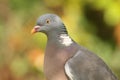 Wood pigeon (Columba palumbus) Royalty Free Stock Photo