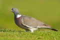 Wood pigeon (Columba palumbus) Royalty Free Stock Photo