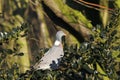 Wood Pigeon (Columba palumbus) Royalty Free Stock Photo