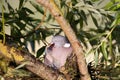 Wood Pigeon, columba palumbus, Adult standing on Nest, Feeding Chick, Normandy Royalty Free Stock Photo