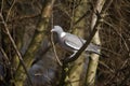 Wood pigeon, Columba palumbus Royalty Free Stock Photo