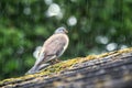 Wood pigeon on a mossy roof in the summer rain. Royalty Free Stock Photo