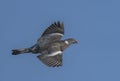 Wood Pigeon (Columba palumbus) in flight. Bird in flight. Royalty Free Stock Photo