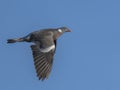 Wood Pigeon (Columba palumbus) in flight. Bird in flight. Royalty Free Stock Photo