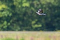 Woodpigeon columba palumbus in flight in front of forest Royalty Free Stock Photo