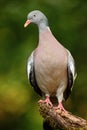 Wood Pigeon, Columba palumbus, forest bird in the nature habitat, green background, France
