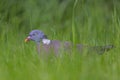 Wood-pigeon.