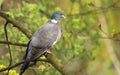 Wood pigeon Columba palumbus Royalty Free Stock Photo