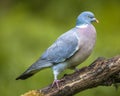 Wood pigeon walking on branch Royalty Free Stock Photo