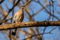 Wood pigeon or Columba palumbus walks in natural habitat Royalty Free Stock Photo