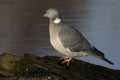 Wood pigeon; Columba palumbus Royalty Free Stock Photo