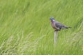 Wood Pigeon (Columba palumbus) Royalty Free Stock Photo