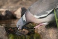 Wood Pigeon Drinking Water