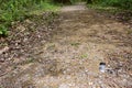 Wood pigeon feather lies on a wide stony path in woodland