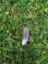 A Wood Pigeon feather on my lawn one morning