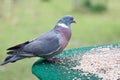 Wood pigeon feeding on bird table