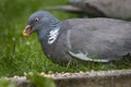 Wood Pigeon. Royalty Free Stock Photo