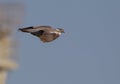 A Wood Pigeon in flight