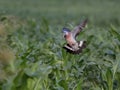 Wood pigeon flight Royalty Free Stock Photo