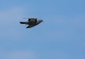 Wood Pigeon in flight