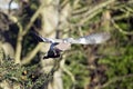 Wood Pigeon flying