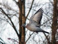 Wood Pigeon flying through trees