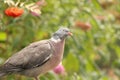 Wood pigeon garden visitor