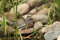 Wood pigeon garden visitor