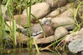 Wood pigeon garden visitor