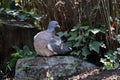 A wood pigeon has retired to a quiet place to rest