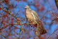 Wood pigeon looking while feeding on berries Royalty Free Stock Photo