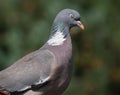 Wood pigeon looking for food in urban house garden. Royalty Free Stock Photo